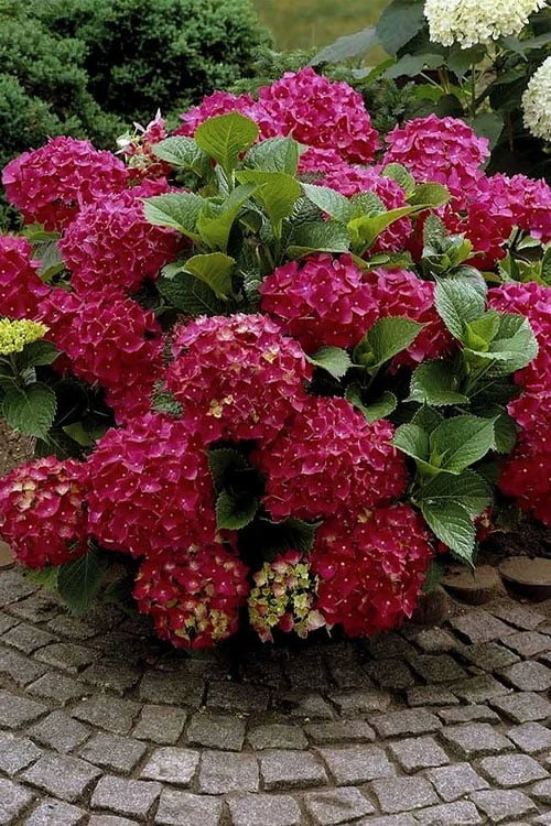 Red Sensation Hydrangea - 3 Gallon Pot 6 Red Sensation Hydrangea - 3 Gallon Pot - Image 4