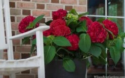 Red Sensation Hydrangea - 3 Gallon Pot 13 Red Sensation Hydrangea - 3 Gallon Pot -Garden Plant Seeds hydrangea macrophylla red sensation 7