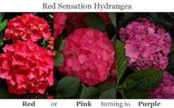 Red Sensation Hydrangea - 3 Gallon Pot 15 Red Sensation Hydrangea - 3 Gallon Pot -Garden Plant Seeds hydrangea macrophylla red sensation 8