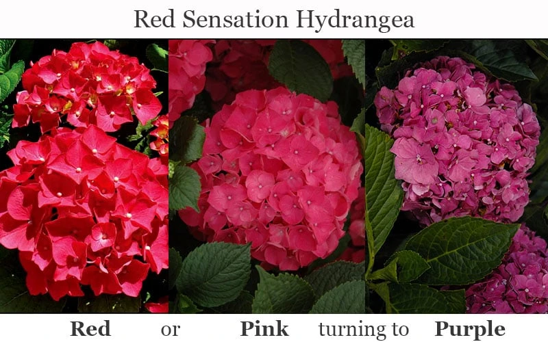 Red Sensation Hydrangea - 3 Gallon Pot 9 Red Sensation Hydrangea - 3 Gallon Pot - Image 7