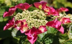 Teller Red Hydrangea - 1 Gallon Pot -Garden Plant Seeds hydrangea macrophylla teller red 3