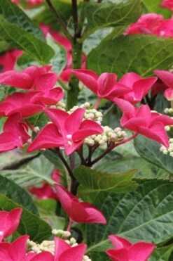 Teller Red Hydrangea - 1 Gallon Pot -Garden Plant Seeds hydrangea macrophylla teller red 4