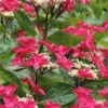 Teller Red Hydrangea - 1 Gallon Pot 1 Teller Red Hydrangea - 1 Gallon Pot -Garden Plant Seeds hydrangea macrophylla tellers red 5