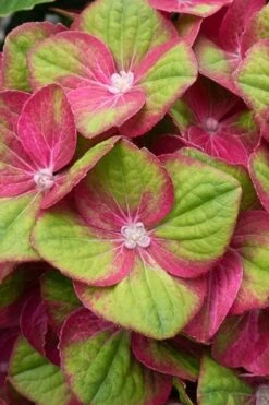 Tilt-A-Swirl Hydrangea - 3 Gallon Pot -Garden Plant Seeds hydrangea macrophylla tilt a swirl 4