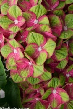 Tilt-A-Swirl Hydrangea - 3 Gallon Pot -Garden Plant Seeds hydrangea macrophylla tilt a swirl 5