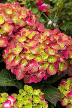 Tilt-A-Swirl Hydrangea - 3 Gallon Pot -Garden Plant Seeds hydrangea macrophylla tilt a swirl 7