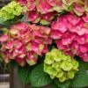 Tilt-A-Swirl Hydrangea - 3 Gallon Pot -Garden Plant Seeds hydrangea macrophylla tilt a swirl 9