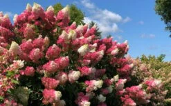 Berry White Panicle Hydrangea - 3 Gallon Pot 15 Berry White Panicle Hydrangea - 3 Gallon Pot -Garden Plant Seeds hydrangea paniculata berry white 4