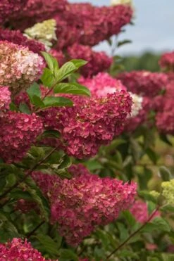 Berry White Panicle Hydrangea - 3 Gallon Pot 18 Berry White Panicle Hydrangea - 3 Gallon Pot -Garden Plant Seeds hydrangea paniculata berry white 5