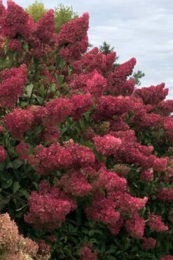 Berry White Panicle Hydrangea - 3 Gallon Pot 19 Berry White Panicle Hydrangea - 3 Gallon Pot -Garden Plant Seeds hydrangea paniculata berry white 7