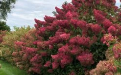Berry White Panicle Hydrangea - 3 Gallon Pot 17 Berry White Panicle Hydrangea - 3 Gallon Pot -Garden Plant Seeds hydrangea paniculata berry white 8