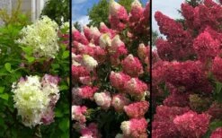Berry White Panicle Hydrangea - 3 Gallon Pot 14 Berry White Panicle Hydrangea - 3 Gallon Pot -Garden Plant Seeds hydrangea paniculata berry white 9