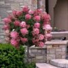 Fire Light Hydrangea - Single Trunk Topiary Tree - 5 Gallon Pot -Garden Plant Seeds hydrangea paniculata fire light tree form standard 2