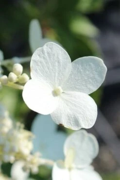 Kyushu Hydrangea - 3 Gallon Pot 15 Kyushu Hydrangea - 3 Gallon Pot -Garden Plant Seeds hydrangea paniculata kyushu 23