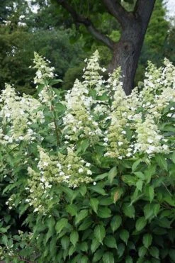 Kyushu Hydrangea - 3 Gallon Pot 14 Kyushu Hydrangea - 3 Gallon Pot -Garden Plant Seeds hydrangea paniculata kyushu 5