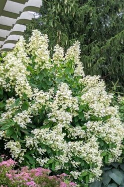 Kyushu Hydrangea - 3 Gallon Pot 13 Kyushu Hydrangea - 3 Gallon Pot -Garden Plant Seeds hydrangea paniculata kyushu 7