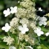 Kyushu Hydrangea - 3 Gallon Pot 1 Kyushu Hydrangea - 3 Gallon Pot -Garden Plant Seeds hydrangea paniculata kyushu 8