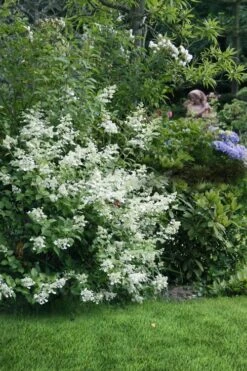 Kyushu Hydrangea - 3 Gallon Pot 16 Kyushu Hydrangea - 3 Gallon Pot -Garden Plant Seeds hydrangea paniculata kyushu 9
