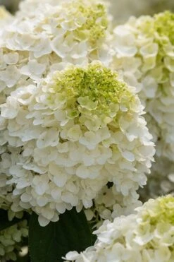 Little Hottie Hydrangea - 3 Gallon Pot -Garden Plant Seeds hydrangea paniculata little hottie 1