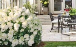 Little Hottie Hydrangea - 2.5 Gallon Pot -Garden Plant Seeds hydrangea paniculata little hottie 5 1