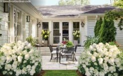 Little Hottie Hydrangea - 2.5 Gallon Pot -Garden Plant Seeds hydrangea paniculata little hottie 7 1