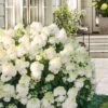 Little Hottie Hydrangea - 3 Gallon Pot 2 Little Hottie Hydrangea - 3 Gallon Pot -Garden Plant Seeds hydrangea paniculata little hottie 8