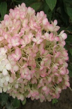 Little Hottie Hydrangea - 3 Gallon Pot -Garden Plant Seeds hydrangea paniculata little hottie 9