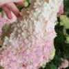 Phantom Hydrangea - 3 Gallon Pot 2 Phantom Hydrangea - 3 Gallon Pot -Garden Plant Seeds hydrangea paniculata phantom panicle hydrangea 100