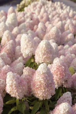 Sweet Summer Panicle Hydrangea - 3 Gallon Pot -Garden Plant Seeds hydrangea paniculata sweet summer 1