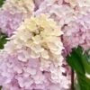 Sweet Summer Panicle Hydrangea - 3 Gallon Pot 2 Sweet Summer Panicle Hydrangea - 3 Gallon Pot -Garden Plant Seeds hydrangea paniculata sweet summer 6