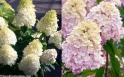 Sweet Summer Panicle Hydrangea - 3 Gallon Pot -Garden Plant Seeds hydrangea paniculata sweet summer 7