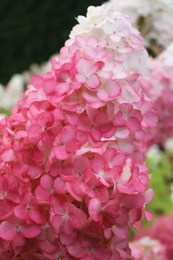 Vanilla Strawberry Hydrangea - 1 Gallon Pot -Garden Plant Seeds hydrangea paniculata vanilla strawberry 20 1