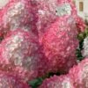Vanilla Strawberry Hydrangea - 1 Gallon Pot 1 Vanilla Strawberry Hydrangea - 1 Gallon Pot -Garden Plant Seeds hydrangea paniculata vanilla strawberry 21 1
