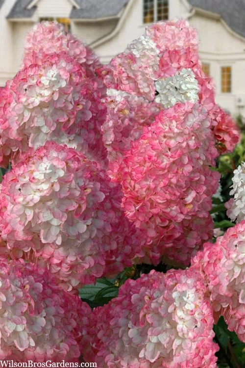 Vanilla Strawberry Hydrangea - 3 Gallon Pot 3 Vanilla Strawberry Hydrangea - 3 Gallon Pot