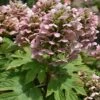 Queen Of Hearts Oakleaf Hydrangea - 3 Gallon Pot -Garden Plant Seeds hydrangea queen of hearts oakleaf 500x750 1