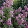 Gatsby Pink Oakleaf Hydrangea - 3 Gallon Pot 2 Gatsby Pink Oakleaf Hydrangea - 3 Gallon Pot -Garden Plant Seeds hydrangea quercifolia gatsby pink 17