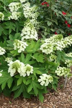 Pee Wee Dwarf Oakleaf Hydrangea - 3 Gallon Pot 17 Pee Wee Dwarf Oakleaf Hydrangea - 3 Gallon Pot -Garden Plant Seeds hydrangea quercifolia pee wee oakleaf 1 2