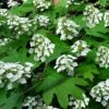 Pee Wee Dwarf Oakleaf Hydrangea - 2 Gallon Pot 2 Pee Wee Dwarf Oakleaf Hydrangea - 2 Gallon Pot -Garden Plant Seeds hydrangea quercifolia pee wee oakleaf 2