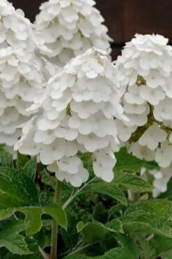 Queen Of Hearts Oakleaf Hydrangea - 3 Gallon Pot -Garden Plant Seeds hydrangea quercifolia queen of hearts 3