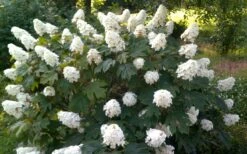 Queen Of Hearts Oakleaf Hydrangea - 3 Gallon Pot -Garden Plant Seeds hydrangea quercifolia queen of hearts 4