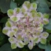 Painters Pallet Hydrangea - 1 Gallon Pot -Garden Plant Seeds hydrangea serrata painters palette 1
