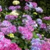 Preziosa Multi Color Hydrangea - 1 Gallon Pot 1 Preziosa Multi Color Hydrangea - 1 Gallon Pot -Garden Plant Seeds hydrangea serrata preziosa 100