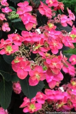 Tuff Stuff Red Mountain Hydrangea - 3 Gallon Pot 10 Tuff Stuff Red Mountain Hydrangea - 3 Gallon Pot -Garden Plant Seeds hydrangea serrata tuff stuff red mountain 2
