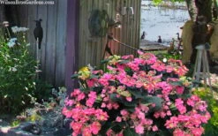 Tuff Stuff Red Mountain Hydrangea - 3 Gallon Pot 11 Tuff Stuff Red Mountain Hydrangea - 3 Gallon Pot -Garden Plant Seeds hydrangea serrata tuff stuff red mountain 4