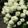 Silver Dollar Hydrangea - 3 Gallon Pot 1 Silver Dollar Hydrangea - 3 Gallon Pot -Garden Plant Seeds hydrangea silver dollar 1