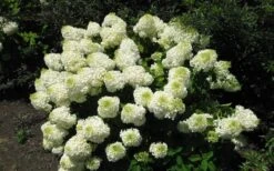 Silver Dollar Hydrangea - 1 Gallon Pot -Garden Plant Seeds hydrangea silver dollar 2 1