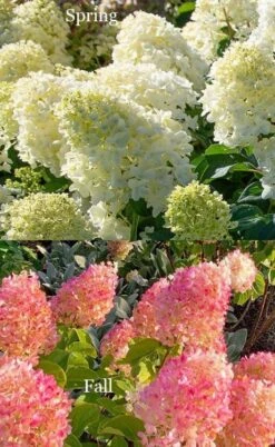 Silver Dollar Hydrangea - 3 Gallon Pot -Garden Plant Seeds hydrangea silver dollar 4