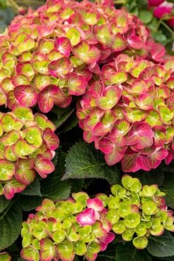 Tilt-A-Swirl Hydrangea - 3 Gallon Pot -Garden Plant Seeds hydrangea tilt a whirl 500x750 1