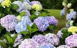 Dear Dolores Hydrangea - 2 Gallon Pot 12 Dear Dolores Hydrangea - 2 Gallon Pot -Garden Plant Seeds hydrangea20dear20delores