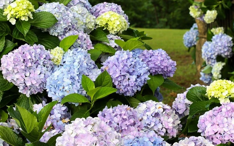 Dear Dolores Hydrangea - 2 Gallon Pot 6 Dear Dolores Hydrangea - 2 Gallon Pot - Image 4